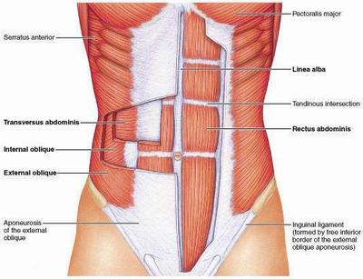abdominal-core-anatomy
